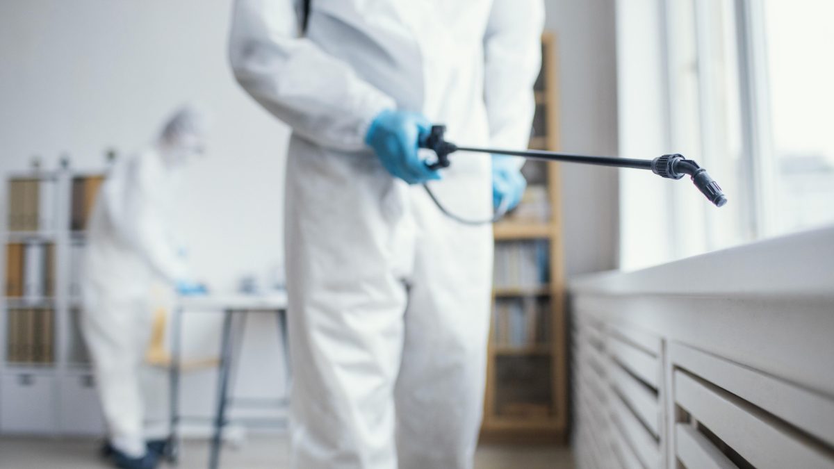Insectes nuisibles à la maison : pourquoi les Français font de plus en plus appel à un professionnel ?